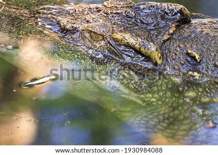 The crocodile emerged from the water with horrible eyes and had beautiful skin markings on its body.