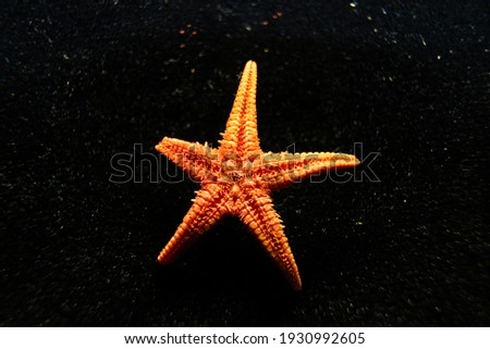macro photo of a dry starfish                               
