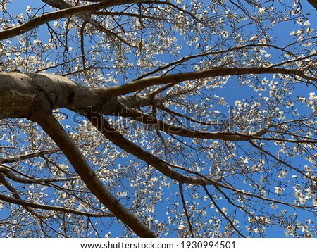 Brown magnolia branches with white flowers and blue sky background