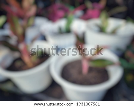 Defocused abstract background of ornamental plants in pots