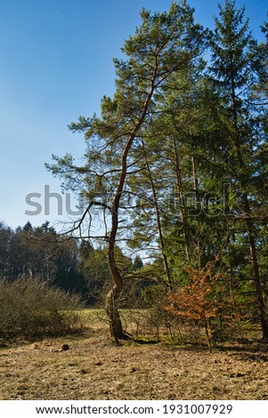 Photography of a piece of forest in Altmühltal in Bavaria, Germany