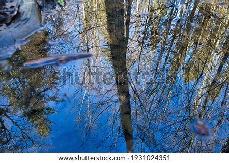 Photography of a reflection in a small puddle of water from a piece of forest