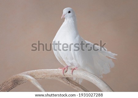 White pigeon, a breed of peacock, in profile sits on a deer's horn on a beige background in the studio room, horizontal photo Royalty-Free Stock Photo #1931027288