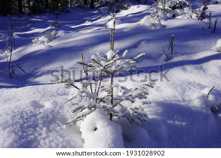 twigs of a small tree with green needles in white snow, Tatra Mountains
