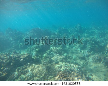Snorkeling around shallow coral reef