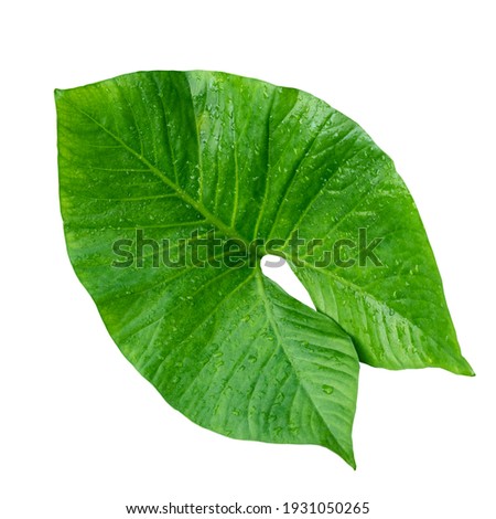 More beautiful exotic tropical leaves, isolated leaf background.clipping path