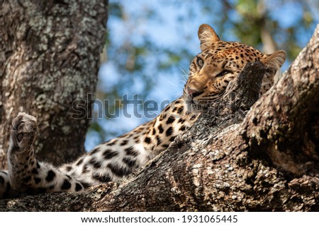 A wild Leopard seen on a safari in South Africa Royalty-Free Stock Photo #1931065445