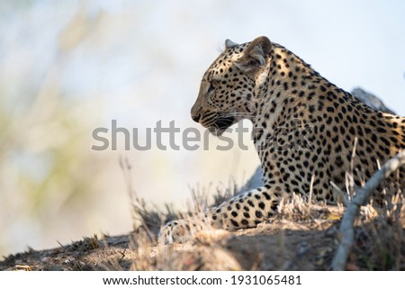 A wild Leopard seen on a safari in South Africa Royalty-Free Stock Photo #1931065481