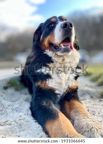 Happy and smiling Bernese mountain dog