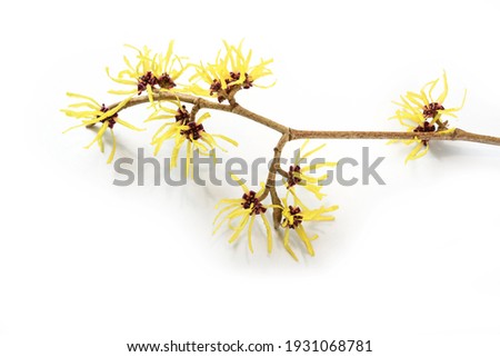 witch hazel (Hamamelis) flowers, medical plant used in skin care, natural cosmetics and alternative medicine, isolated with shadows on a white background, copy space, selected focus Royalty-Free Stock Photo #1931068781