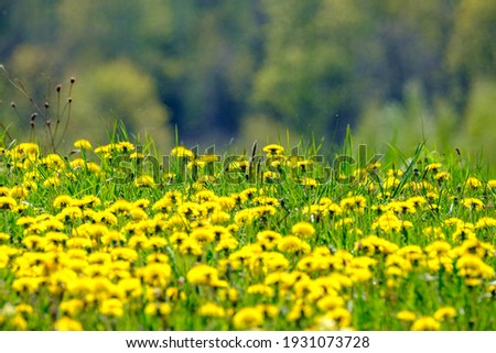 bright colorful spring meadow with yellow dandelions on green background. summer texture in nature