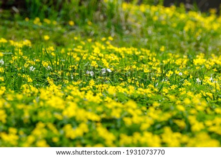 bright colorful spring meadow with yellow dandelions on green background. summer texture in nature