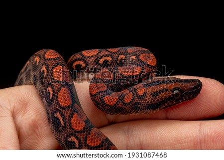 Epicrates cenchria is a boa species endemic to Central and South America. Common names include the rainbow boa, and slender boa.