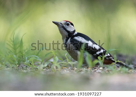 Great spotted woodpecker (Dendrocopos major) sits on the ground, photographed in the Goois Natuurreservaat, The Nerherlands.