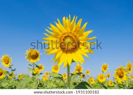 Shiny yellow sunflower in the abundance plantation field against blue bright vibrance sky background on sunny day in summer