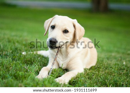 yellow lab puppy chewing stick outdoors Royalty-Free Stock Photo #1931111699