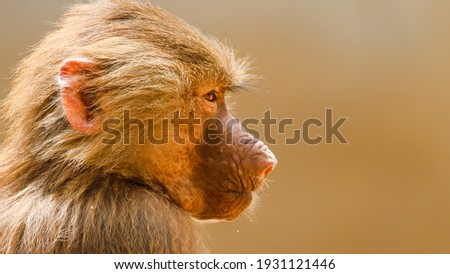 Baboon close profile portrait. Young baboon monkey (Pavian, Papio hamadryas) observing staring and vigilant looking with brown bokeh background out of focus. Monkey primate wildlife picture.