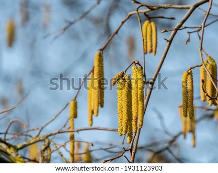 A nice picture of the hazel catkin in spring , an intresting photo