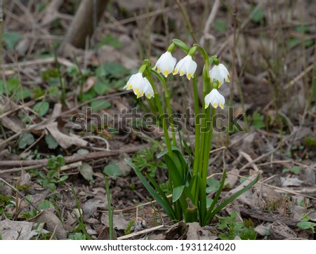 Leucojum vernum, called spring snowflake, is a perennial bulbous flowering plant species in the family Amaryllidaceae , an intresting photo