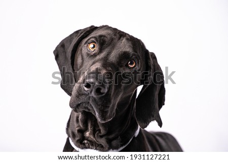 Dark short haired pointer mix dog Royalty-Free Stock Photo #1931127221