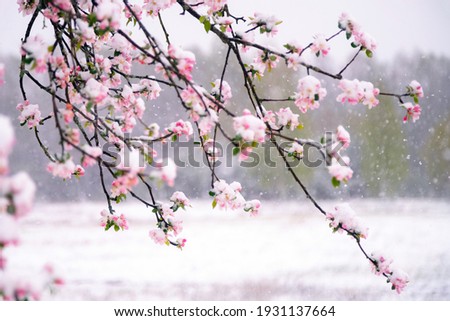 Apple tree blossoms covered in snow during unexpected snowfall in spring. Blooming flowers freezing under white snow in the garden. Royalty-Free Stock Photo #1931137664