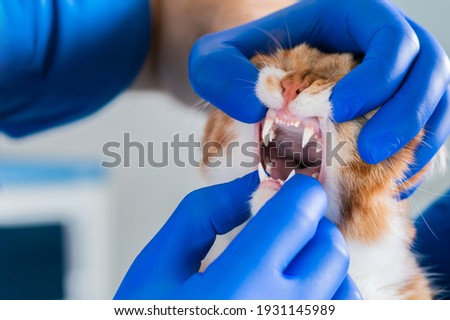 Examination of the cat's mouth and teeth. Veterinary medicine concept. Fat ginger cat. Mixed media
