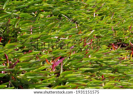 Closeup picture of green plant with small read leaves Carpobrotus edulis,geometry in nature,   background of short lines, plants of South Africa