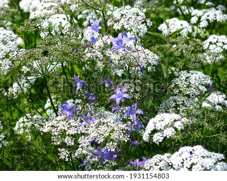 wildflowers bloom in summer - blue small bells