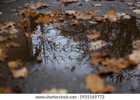 silhouette reflected in a puddle. Orange аutumn foliage in a pool of water. Reflection of a silhouette in a puddle. Autumn day in the reflection