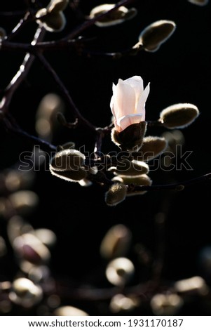 White and pink petals of a magnolia tree against a dark background (low depth of field)