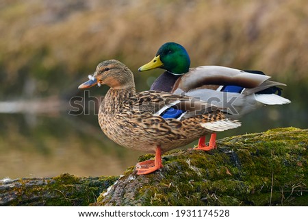 A pair of Mallard ducks resting motionless on a tree trunk. Sitting in the same position. Side view, closeup. Genus species Anas platyrhynchos. Royalty-Free Stock Photo #1931174528