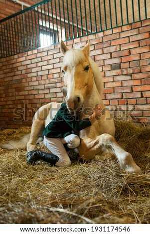 The girl hugs the horse lying in the stall. A beautiful pony of light color is resting in the stable next to the owner. love for your pet. Image with selective focus and noise effect