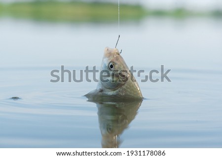 Crucian carp fish hanging on the fishing hook close up. Royalty-Free Stock Photo #1931178086