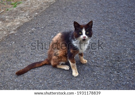A thin and dirty stray cat, sitting and looking. Madeira, Portugal. Royalty-Free Stock Photo #1931178839