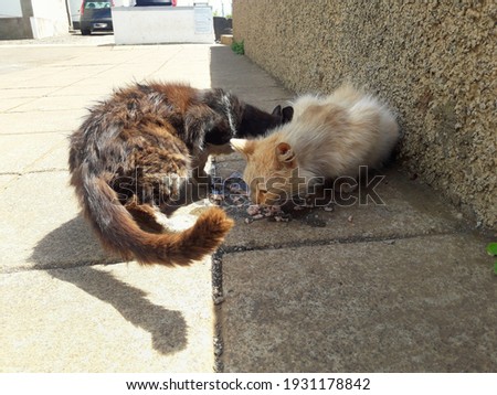 Two thin and dirty stray cats, eating some tuna a tourist brought them. Madeira, Portugal. Royalty-Free Stock Photo #1931178842