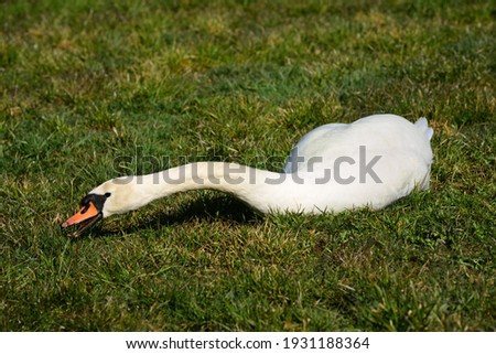 A white swan sits in a meadow and tries to eat grass with its long neck