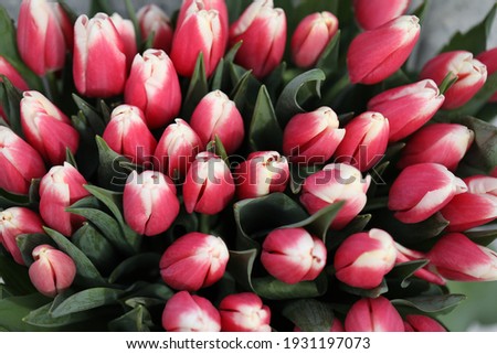 Bouquet of beautiful pink tulips . Spring flowers . Tulips background .