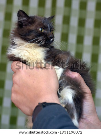 black and white cute fluffy kitten in hands