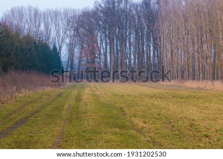 Free space by the forest. Meadow behind which are trees. Evening forest landscape.