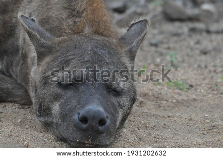 Hyena sleeping in Kruger National Park