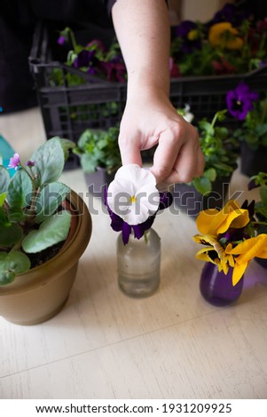 The hands of a woman who cuts seedlings of spring flowers of purple, yellow and white flowers with garden shears in a home interior. Home gardening, lifestyle, lifestyle.