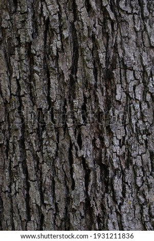 Wood texture perfect for wallpapers or backgrounds