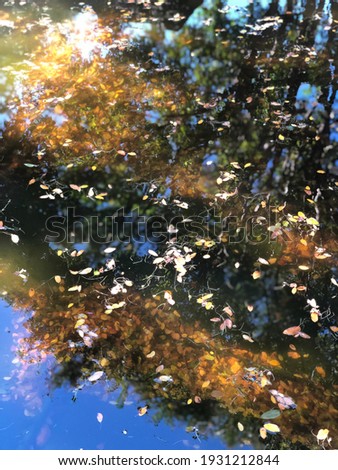 Fallen leaves and blossoms suspended in the reflections of a pool of water.