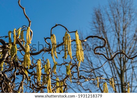 Spring sunny  background with branches of flowering trees. Corkscrew hazel tree (Corylus avellana Contorta,Common hazel) with yellow  catkins against the blue sky. 