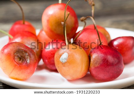 rotten cherries on a wooden table, a few berries that have already started to rot and become covered with mold, not edible and dangerous to health cherry berries Royalty-Free Stock Photo #1931220233
