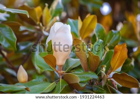 white magnolia flowers in the park