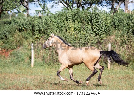 Buckskin horse. Mangalarga Marchador horse with loose palomine coat on the training track.