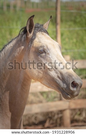 Face of a beautiful sweaty buckskin horse after training. Mangalarga Marchador horse with a sweaty face after conditioning exercises. 