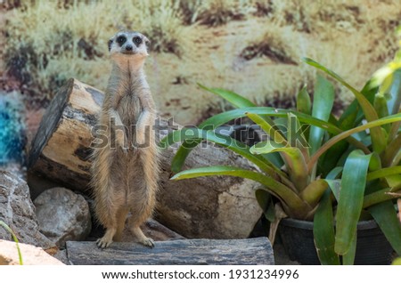Slender-tailed Meerkat in the zoo.