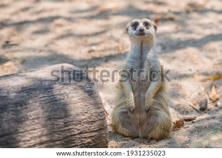 Slender-tailed Meerkat in the zoo.